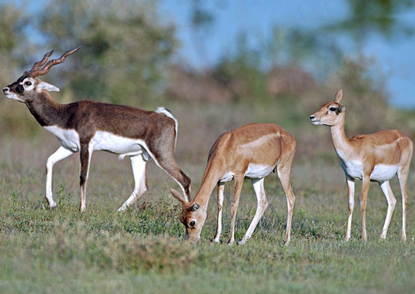 Narayan Sarovar Wildlife Sanctuary, Kachchh (Kutch), Gujarat - Vushii.com